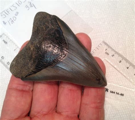 Meg / Shark Tooth / Fossil - Fossils & Artifacts for Sale | Paleo ...