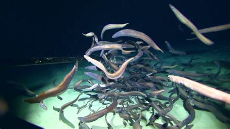 Marine Researchers Discover Largest Aggregation of Fishes Ever Observed at Abyssal Depths | Sci.News