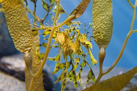 Camouflage seahorse. Leafy Sea Dragon | Natures camouflage | Pinterest