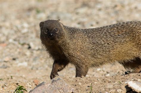 El meloncillo, declarada especie con protección especial, está ...