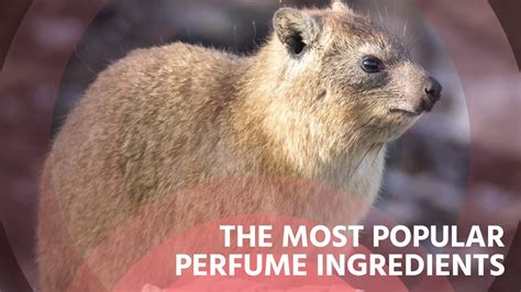 TOP 10 MOST POPULAR INGREDIENTS USED IN PERFUMERY - YouTube