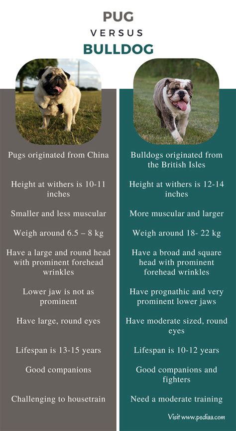 Difference Between Pug and Bulldog | Facts, Features, Characteristics ...