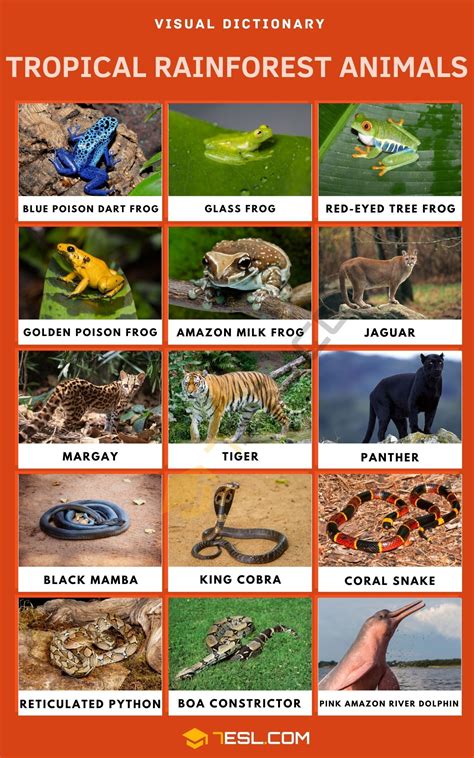 List of Sensational Tropical Rainforest Animals with their Facts • 7ESL ...