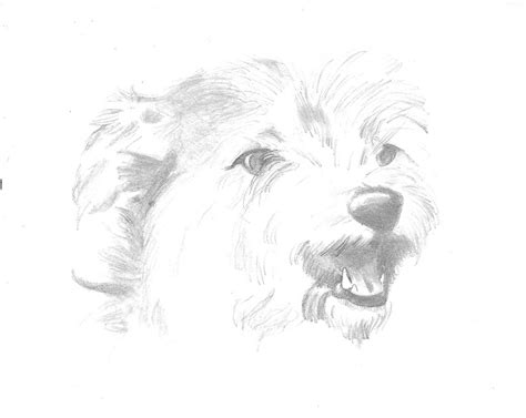 My old dog Max - Drawing Fan Art (30856438) - Fanpop