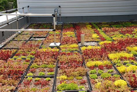 Mundys Bay Public School Roof Garden - Ted Handy and Associates Inc ...