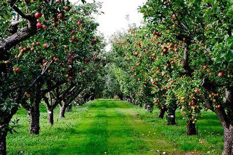 How to Grow and Care for Apple Trees | Gardener’s Path