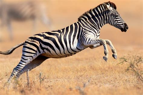 Zebra Running And Jumping Stock Photo - Image: 57310468