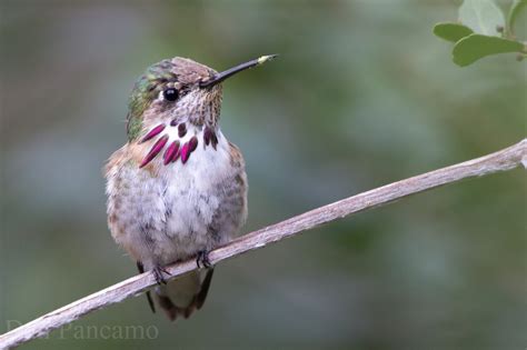 Calliope hummingbird - song / call / voice / sound.