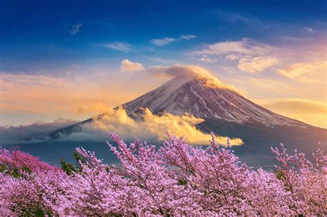 4 Tips for Your Japan Cherry Blossom Trip in 2024 | Zicasso