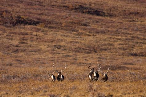 Western Arctic Caribou Herd Sees Dramatic and Mysterious Decline ...