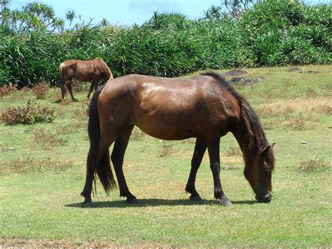 Yonaguni Horses | Oklahoma State University