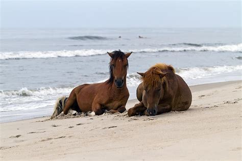 Wild Horses of Assateague Island Photograph by Edward Kreis - Pixels