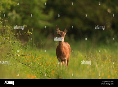 Roe Deer in their natural habitat Stock Photo - Alamy