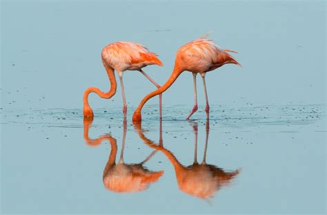 Watch: Flamingos Add a Dash of Color to the Florida Everglades ...