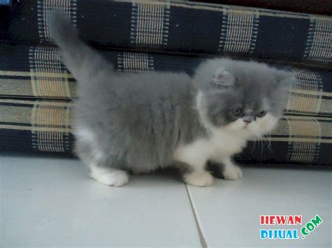 [Dijual] Kucing Persia Peaknose Pesek Betina | HewanDijual.com