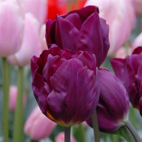 Tulip Bulbs | Item # 1126 Purple Lady | For Sale - Colorblends® | Bulb flowers, Tulip bulbs, Tulips