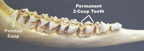 Aging Deer by Teeth: How to Age Deer with Jawbones