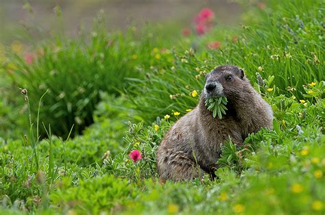 Hoary Marmot Eating Breakfast | Sean Crane Photography