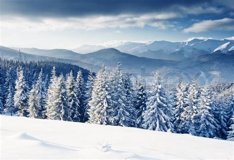 Beautiful winter landscape with snow ... | Stock image | Colourbox