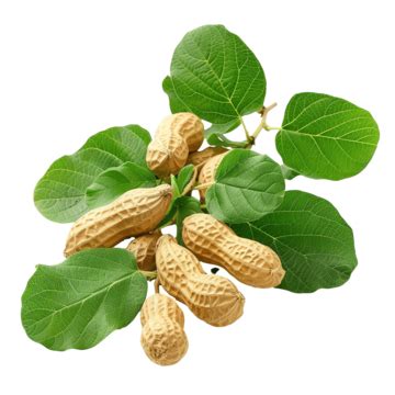 Peanut Branch Peanut Leaves, Pistachio, Peanut Butter, Cashews PNG Transparent Image and Clipart ...