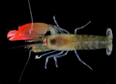 Hopeful Monsters and the Snapping Shrimp - Scientific American Blog Network