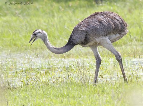 Nandu - Nandu pampový | ZOO Plzeň - Nandu — nȁndu m definicija zool.