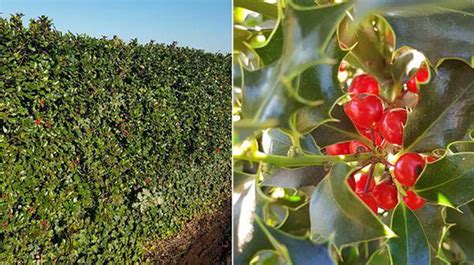 Holly Varieties UK. Ilex Varieties. Types of Holly. Selection of Hollies