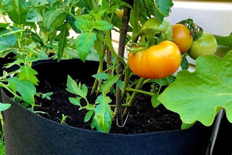 What Size Grow Bag For Tomatoes Is Best? Find Out Here