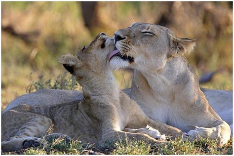 Africa National Park | Fun Animals Wiki, Videos, Pictures, Stories