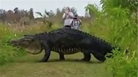 Biggest Real Alligator In The World