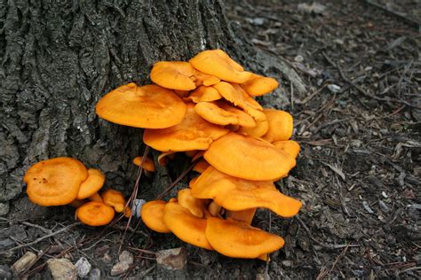 Look-Alike #2: Jack-O-Lantern Mushrooms (Omphalotus olearius)