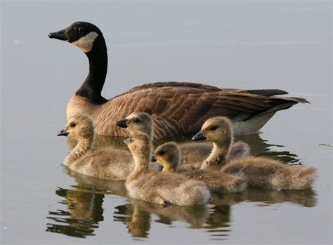 Geese - Farm Animals Facts & News