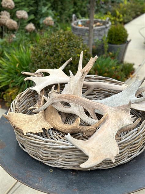 Deer Antler | Harolds Finishing Touches