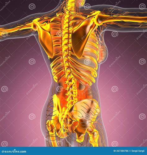 Science Anatomy of Human Body in X-ray with Glow Skeleton Bones Stock Illustration ...