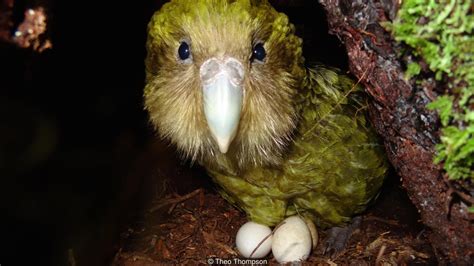 Kakapo Population Gets a Much-needed Boost - Island Conservation