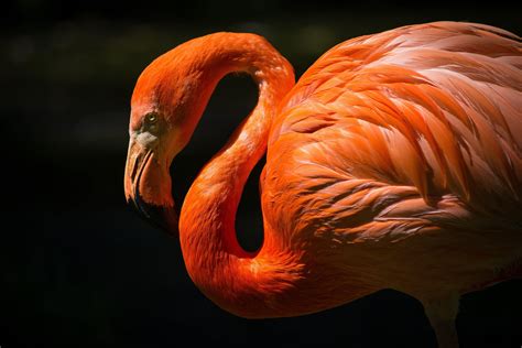 Flamingo Bird Wallpapers - Wallpaper Cave