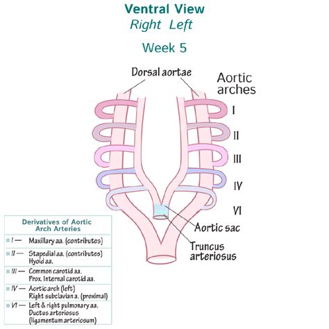 Embryology Glossary: Aortic Arch Formation | ditki medical & biological ...