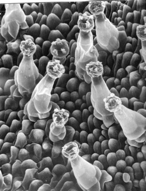 SEM Images | Franceschi Microscopy & Imaging Center | Washington State ...