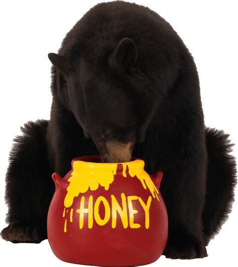 Brown Bear Eats Honey Png Image Transparent HQ PNG Download | FreePNGImg