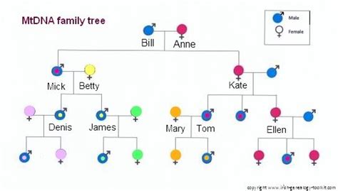 Mitochondrial dna testing