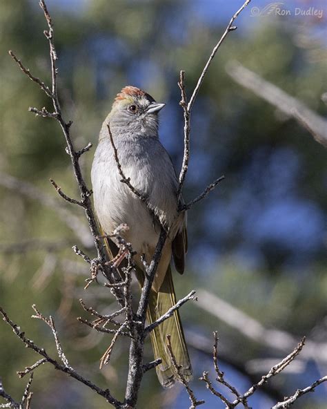 Green-tailed Towhee In Typical Cluttered Habitat – Feathered Photography