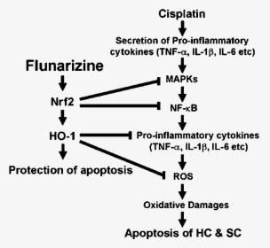 Flunarizine Mechanism Of Action, HD Png Download - kindpng