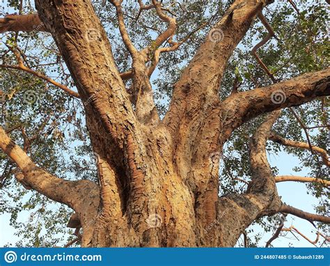 Giant Peepal Tree in India. Stock Image - Image of peepul, subcontinent: 244807485