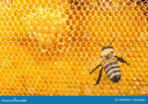 Honey Bee On Combs, Close-up View Stock Image - Image of wildlife, stinger: 110094899