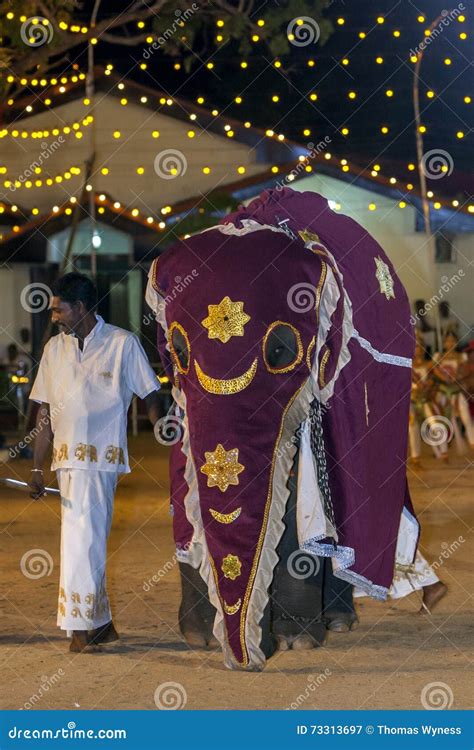 A Beautifully Dressed Young Elephant Parades through the Arena at the Kataragama Festival in Sri ...