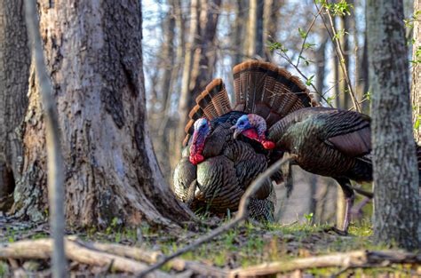 Your guide to spring turkey season in West Virginia