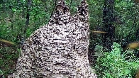 MASSIVE Yellow Jacket wasp nest in Florida - YouTube