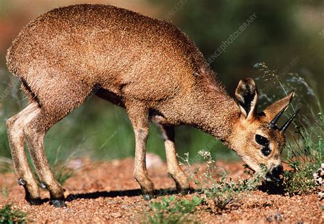 Klipspringer - Stock Image - Z956/0045 - Science Photo Library