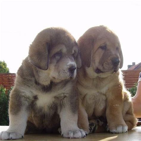 Spanish Mastiff Puppies