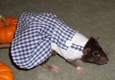 RAT COSTUMES on Pinterest